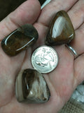 Petrified Wood Tumbled