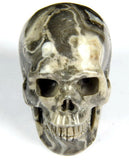 CROCODILE JASPER 2.0"Carved Crystal Skull - Realistic - Crystal Healing