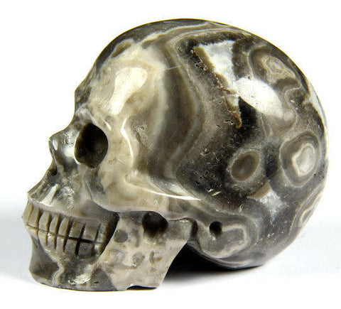 CROCODILE JASPER 2.0"Carved Crystal Skull - Realistic - Crystal Healing